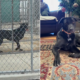 Shelter Dog Twice Returned Had Lost Hope—Then Family 9 Hours Away Saw Video