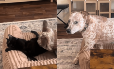 Dog Gets Too Close to Younger Cat—Older Sibling Steps In To ‘Protect’