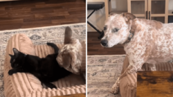 Dog Gets Too Close to Younger Cat—Older Sibling Steps In To ‘Protect’