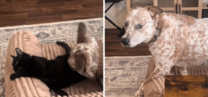 Dog Gets Too Close to Younger Cat—Older Sibling Steps In To ‘Protect’