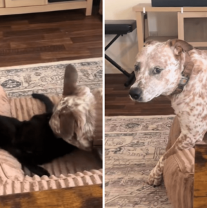 Dog Gets Too Close to Younger Cat—Older Sibling Steps In To ‘Protect’