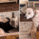 Dog Gets Too Close to Younger Cat—Older Sibling Steps In To ‘Protect’