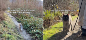 Exact Moment Cat Loses Off-Leash Privileges After 2 Years Captured by Owner