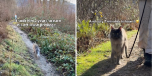 Exact Moment Cat Loses Off-Leash Privileges After 2 Years Captured by Owner