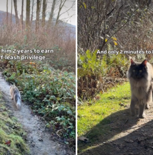 Exact Moment Cat Loses Off-Leash Privileges After 2 Years Captured by Owner
