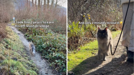 Exact Moment Cat Loses Off-Leash Privileges After 2 Years Captured by Owner