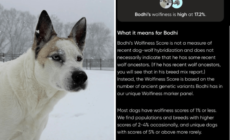 Husky Mix Has DNA Test, Owner Can’t Believe What It Reveals: ‘Dog-Wolf’