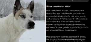 Husky Mix Has DNA Test, Owner Can’t Believe What It Reveals: ‘Dog-Wolf’