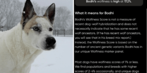 Husky Mix Has DNA Test, Owner Can’t Believe What It Reveals: ‘Dog-Wolf’