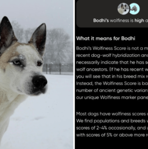 Husky Mix Has DNA Test, Owner Can’t Believe What It Reveals: ‘Dog-Wolf’