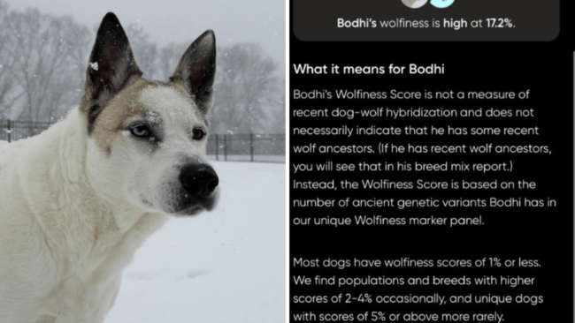 Husky Mix Has DNA Test, Owner Can’t Believe What It Reveals: ‘Dog-Wolf’
