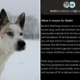 Husky Mix Has DNA Test, Owner Can’t Believe What It Reveals: ‘Dog-Wolf’