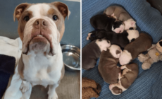 Mom Dog Who Took a Hammer Attack to Protect Her Puppies Finds Forever Home
