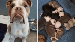 Mom Dog Who Took a Hammer Attack to Protect Her Puppies Finds Forever Home