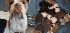 Mom Dog Who Took a Hammer Attack to Protect Her Puppies Finds Forever Home