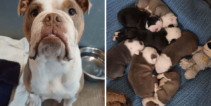 Mom Dog Who Took a Hammer Attack to Protect Her Puppies Finds Forever Home