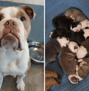 Mom Dog Who Took a Hammer Attack to Protect Her Puppies Finds Forever Home
