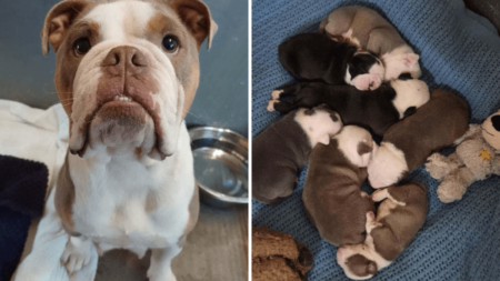 Mom Dog Who Took a Hammer Attack to Protect Her Puppies Finds Forever Home