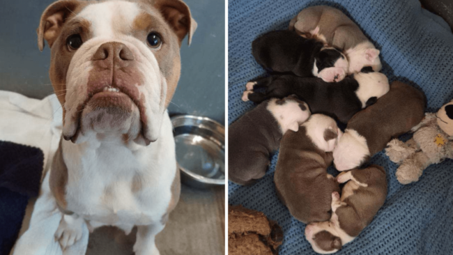 Mom Dog Who Took a Hammer Attack to Protect Her Puppies Finds Forever Home