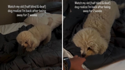 Touching Moment Partially Blind/Deaf Dog Knows Owner Is Home After 2 Weeks