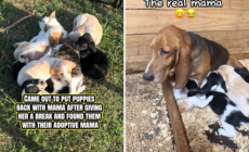 Basset Hound Takes Break From Puppies, Shock Over Who Owner Find Them With