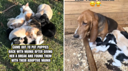 Basset Hound Takes Break From Puppies, Shock Over Who Owner Find Them With
