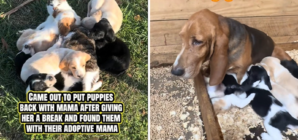 Basset Hound Takes Break From Puppies, Shock Over Who Owner Find Them With