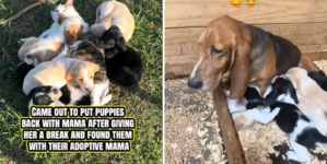 Basset Hound Takes Break From Puppies, Shock Over Who Owner Find Them With