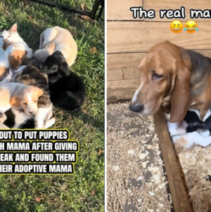 Basset Hound Takes Break From Puppies, Shock Over Who Owner Find Them With