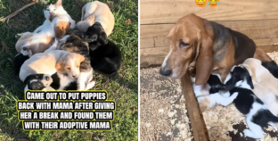 Basset Hound Takes Break From Puppies, Shock Over Who Owner Find Them With