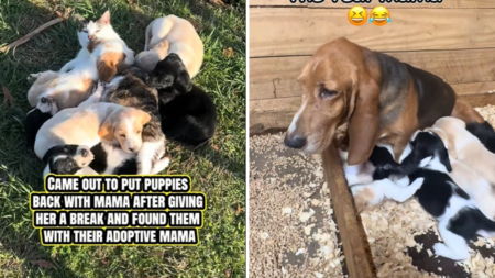Basset Hound Takes Break From Puppies, Shock Over Who Owner Find Them With