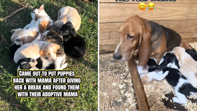 Basset Hound Takes Break From Puppies, Shock Over Who Owner Find Them With