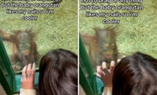 Baby orangutan sees woman’s acrylic nails—No one prepared for her reaction