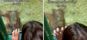 Baby orangutan sees woman’s acrylic nails—No one prepared for her reaction