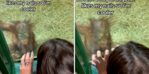 Baby orangutan sees woman’s acrylic nails—No one prepared for her reaction