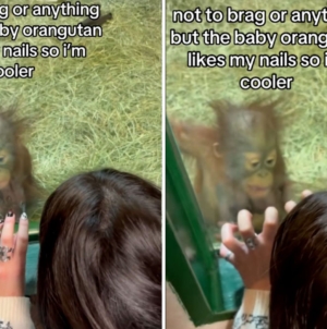 Baby orangutan sees woman’s acrylic nails—No one prepared for her reaction