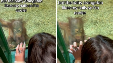 Baby orangutan sees woman’s acrylic nails—No one prepared for her reaction