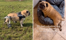 Disabled Pug Attends Doggy Daycare, Owner in Tears at What Staff Do for Her