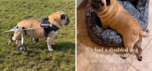 Disabled Pug Attends Doggy Daycare, Owner in Tears at What Staff Do for Her
