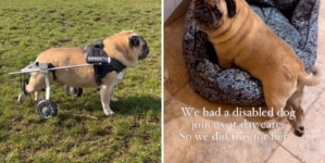 Disabled Pug Attends Doggy Daycare, Owner in Tears at What Staff Do for Her