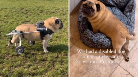 Disabled Pug Attends Doggy Daycare, Owner in Tears at What Staff Do for Her