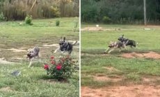 German Shepherd Siblings Playing Tag Win ‘Pet of the Week’