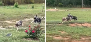 German Shepherd Siblings Playing Tag Win ‘Pet of the Week’