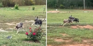 German Shepherd Siblings Playing Tag Win ‘Pet of the Week’