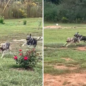 German Shepherd Siblings Playing Tag Win ‘Pet of the Week’