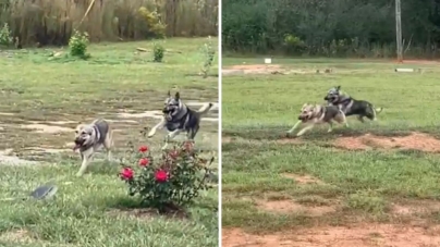 German Shepherd Siblings Playing Tag Win ‘Pet of the Week’