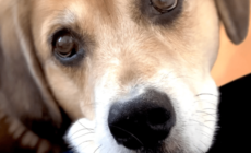 Owner Seeks Comfort Having Lost ‘Soul Dog’—Neighbor’s 7 Words Change Things