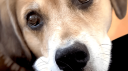 Owner Seeks Comfort Having Lost ‘Soul Dog’—Neighbor’s 7 Words Change Things