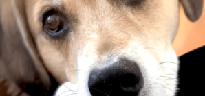 Owner Seeks Comfort Having Lost ‘Soul Dog’—Neighbor’s 7 Words Change Things