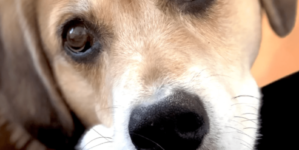 Owner Seeks Comfort Having Lost ‘Soul Dog’—Neighbor’s 7 Words Change Things